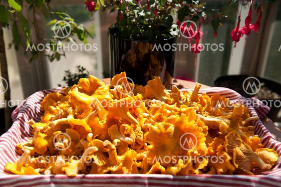 Chanterelles