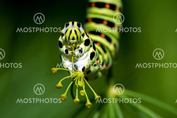 Caterpillar of the Old World Swallowtail (Papilio machaon), a closeup