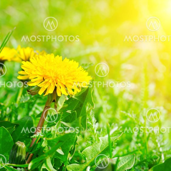 Green field with yellow dandelions and sun.