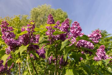beautiful blooming red lilac bushes