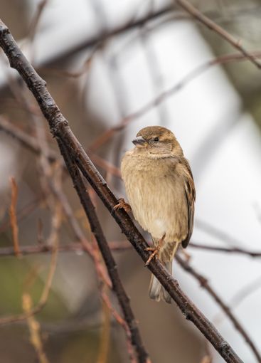 Sparrow sits on a branch without leaves.