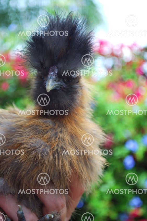 young silkie rooster