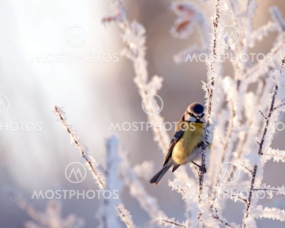 Frosty