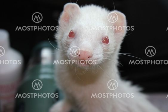 Albino Ferret