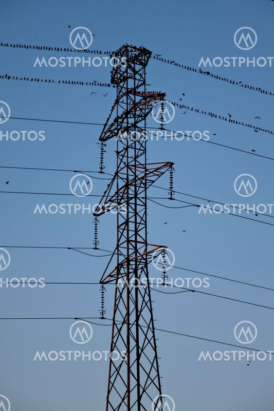 birds on energy