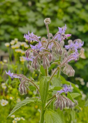 Flowers, landscape and garden with ecology for spring,...