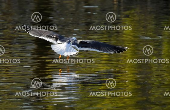 Lesser Black-backed gull