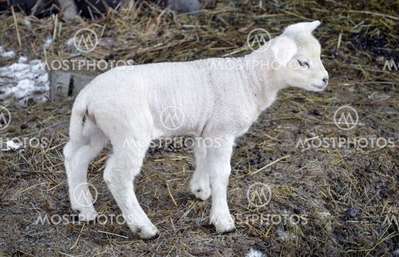 lamb