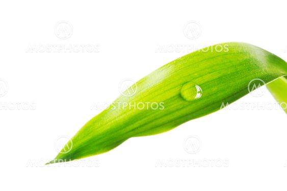 Water drop on leaf
