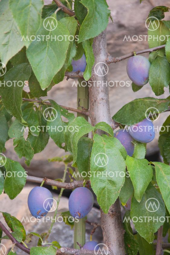Prunes