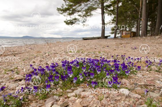 Flowers on beach