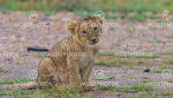 Lion cub