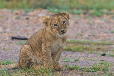 Lion cub