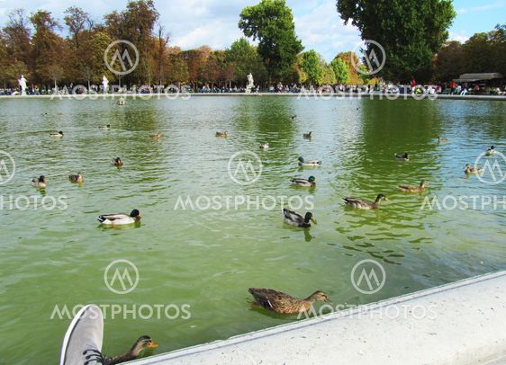 Ducks at the Tuileries Gardens