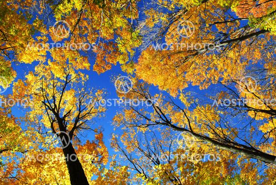 Autumn forest