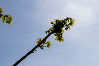 a flowering walnut tree in the spring season, a spring park