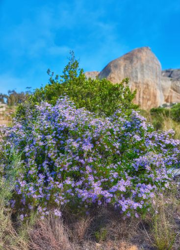Flowers, mountain and outdoor for peace in nature,...