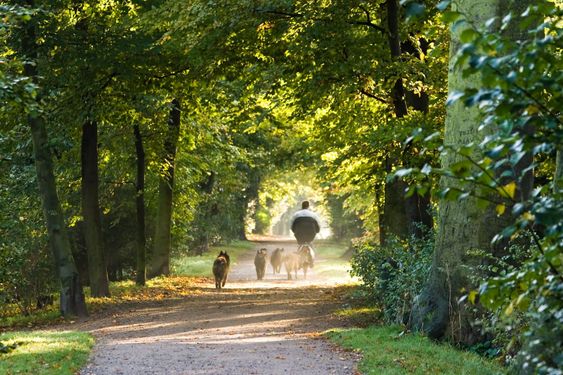 Letting the dogs out in the park on autumn morning