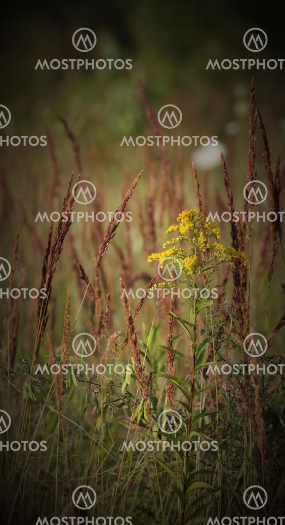 Giant Goldenrod