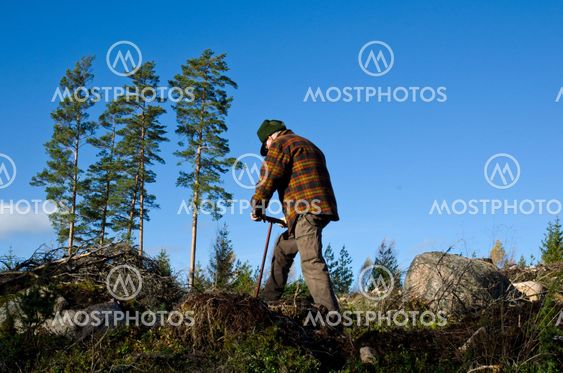 Man working with tree plantation