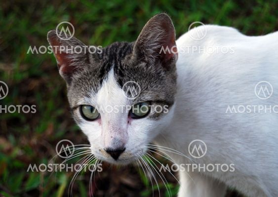 Charlie The Cat