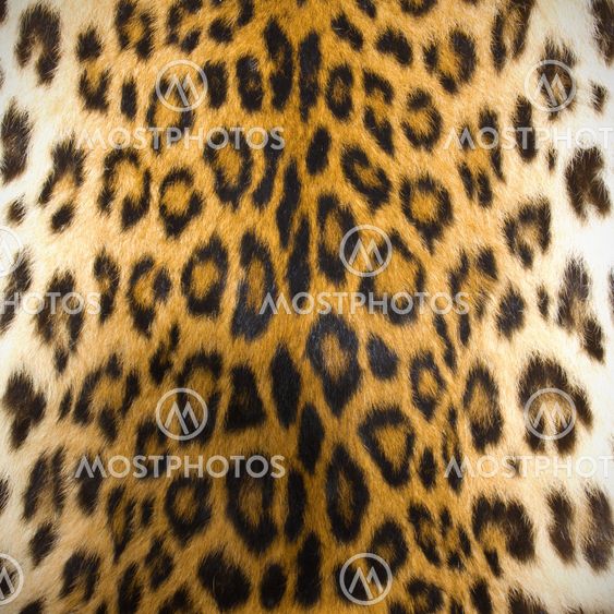 Leopard skin texture