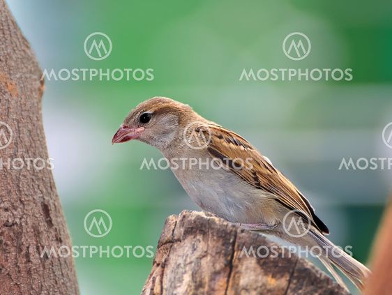 A female House Sparrow waiting on a Neem tree