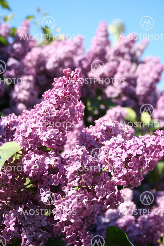 Lilac with leaves on a blue sky