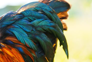 Detailed view of colorful feathers showcasing natural...