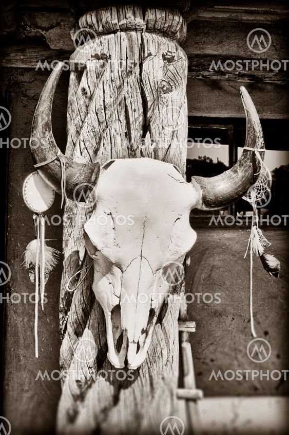 Cow skull
