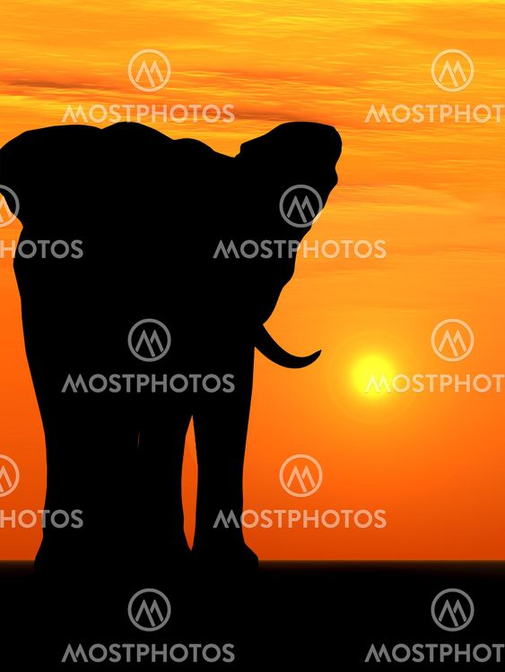 The elephant