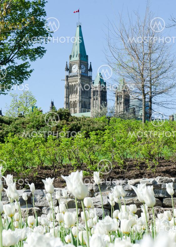 White Tulips on the Hill