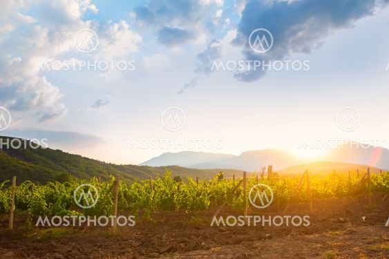 vineyard at sunrise