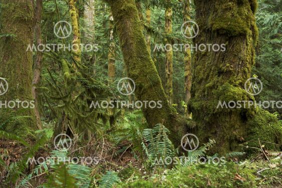 Northwest Rainforest