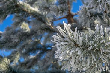Fir branches covered with hoarfrost against the blue sky.