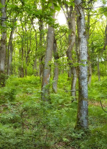 Forest, outdoor and trees in nature, spring and...