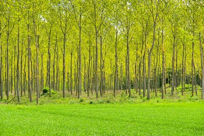 Pappelwald - populus forest 07