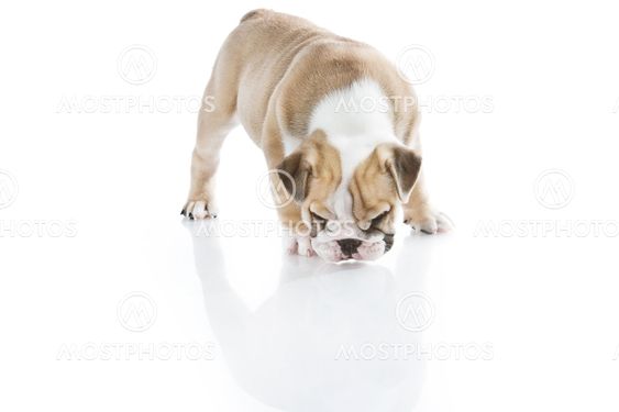 English bulldog puppy isolated