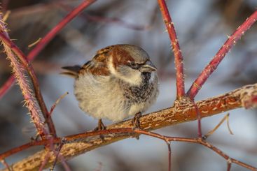 Sparrow sits on a branch without leaves.