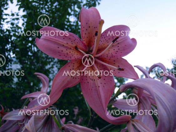 Lilium