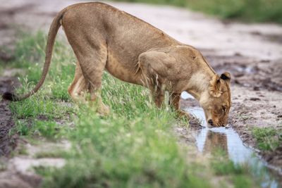 Lion drinking on a dirt road.