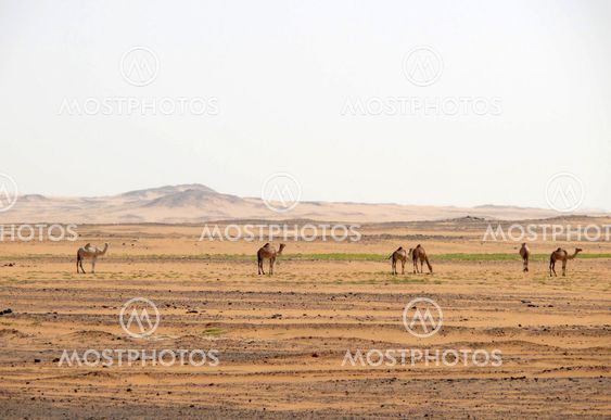 Camels in the Sahara desert.