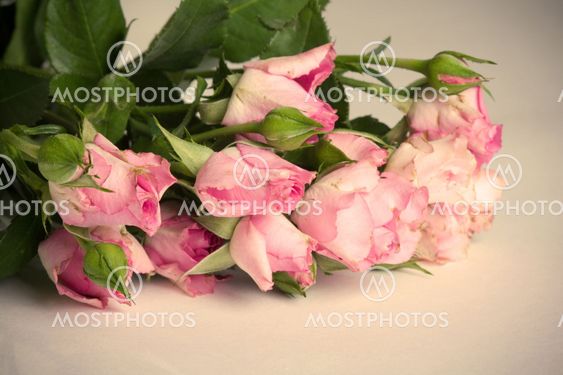 Shabby Chic Roses