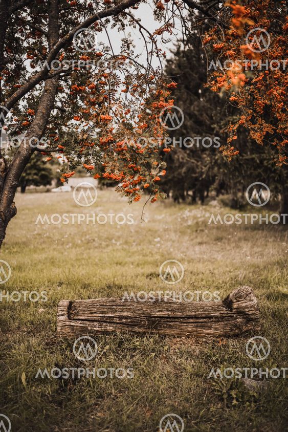An old wooden large log over is a rowan tree with red...