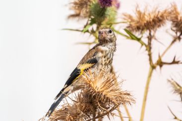 European goldfinch with juvenile plumage, feeding on the...
