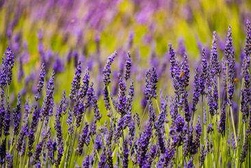 Lavender fields in bloom in Provence