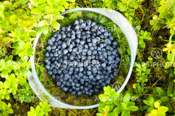 Blueberry