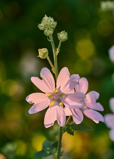 Garden, flower and nature bloom with stem in forest,...