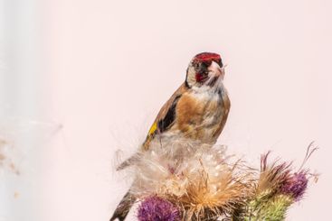 European goldfinch, feeding on the seeds of thistles....