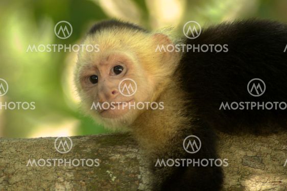 Hyvin nuorten white-headed Kapusiiniapinat (Cebus capucinus)